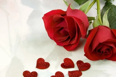 Free Sweet Valentine's Day Rose Wallpapers Wallpapers   HD ...