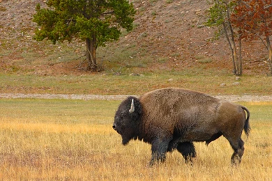 Awesome Bison Wallpapers