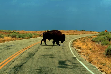 41 American Bison HD Wallpapers