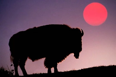 Bison Wallpapers   Animals Town