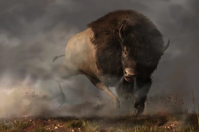Bison Stampede   Wallpaper.