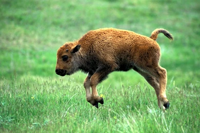 Baby Bison Wallpapers