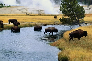 Lovely Bison Wallpapers