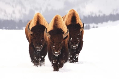 Bison Herd Snow   Wallpaper.