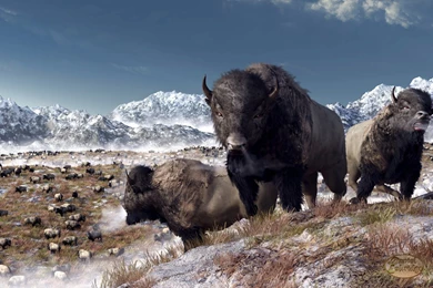 Awesome Bison Wallpapers