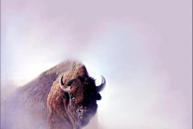 Quotes About Bison. QuotesGram