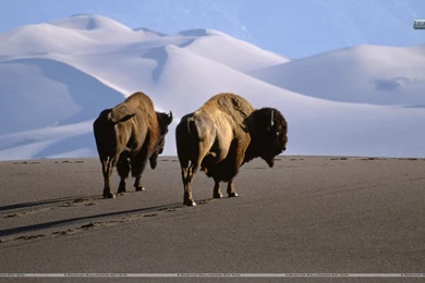 Bison, Medano Zapata Ranch, The Nature Conservatory Preserve Wallpapers