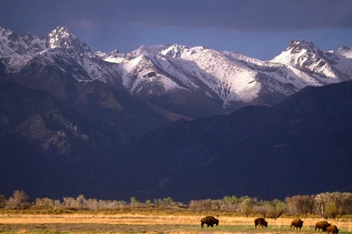 Wallpapers Anime Group Of Bison Grazing Sangre De Cristo Range ...
