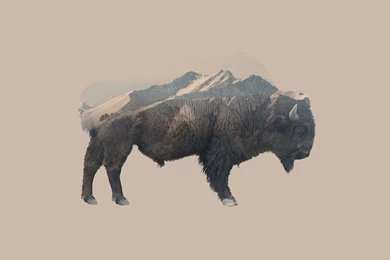 Double Exposure, Animals, Mountain, Nature, Bison Wallpapers HD ...