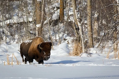 American Bison Wallpapers