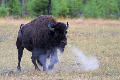 American Bison Wallpapers, Images, Photos, Pictures & Pics
