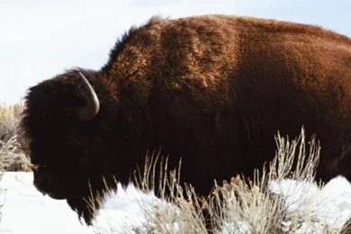 Bison iPhone 6 Wallpapers 30861   Animals iPhone 6 Wallpapers ...