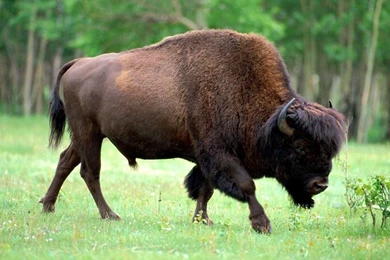 Bison Wallpapers For PC