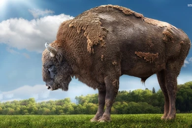 Giant Bison Wallpapers 1920x1200   ImgMob