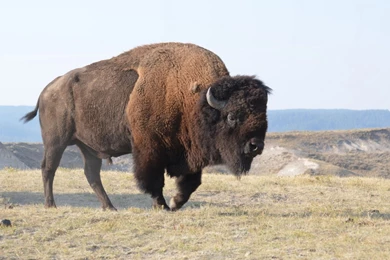 Wild Bison New HD Wallpapers 2013 14