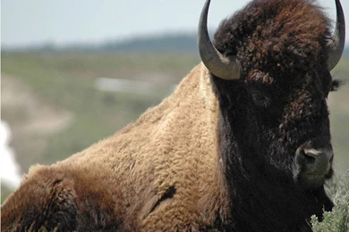 Bison HD Wallpapers   Download Free HD Wallpapers & Backgrounds ...