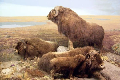 Buffalo Bison (