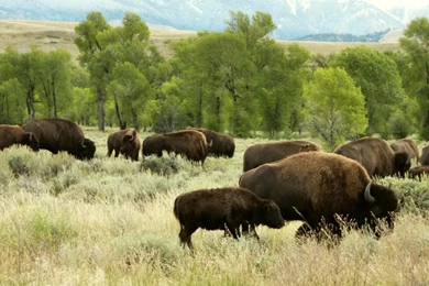 MLeWallpapers.com   Wyoming Bison