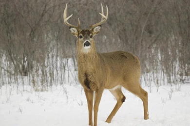 Wallpapers Hunter X Monster Accueil Nature Baby Deer And Dog With ...