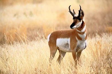 Deer Calf Chital Deer Spotted Deer Axis Deer Wallpapers Download ...