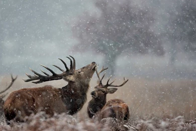 Deer Wallpapers Hd 1080p Free Download