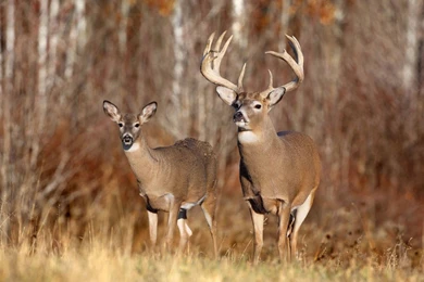 Deer Backgrounds Pictures   Wallpapers Cave