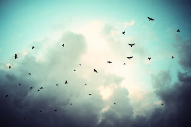 Flying Birds Wallpapers