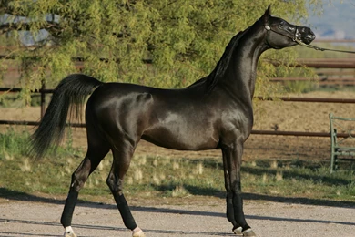 Arabian Horse HD Wallpapers For Mac 2449   Amazing Wallpaperz