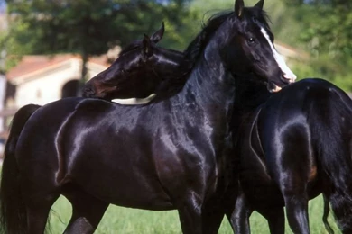 Nice Horses Arabian Theme Wallpaper, HQ Backgrounds