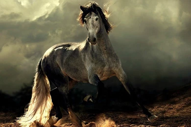 Arabian Horse