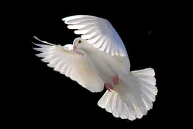 Flying Bird Wallpapers