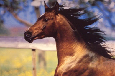 Horses: Arabian Silhouette Horses Animals Horse Background Images ...