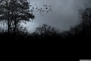 Download Bird Flying To Home Wallpapers 1920x1080