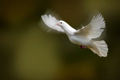 Flying Birds Beautiful Wallpapers 11734   Amazing Wallpaperz