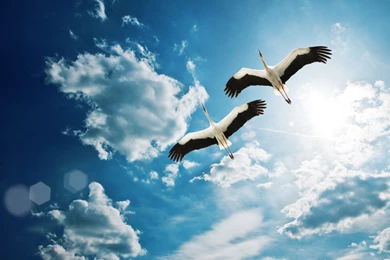 White Crane Bird Flying Wallpapers HD For Desktop Download