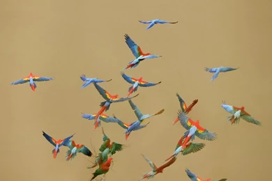 Flying Birds Peru National Scarlet Macaws 1600x1200 Wallpapers ...