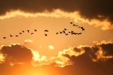Flying Birds Wallpapers
