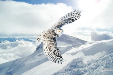 New Flying Parrot Wallpapers HD