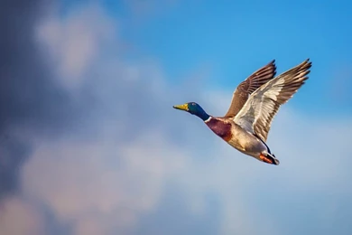 Animal Wallpapers ›› Flying Birds Wallpapers