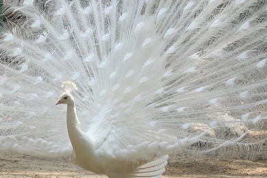 Beautiful Birds Wallpapers Download