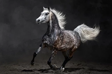 Gray Arabian Horse Gallops On Dark Backgrounds By Kseniya Rimskaya ...