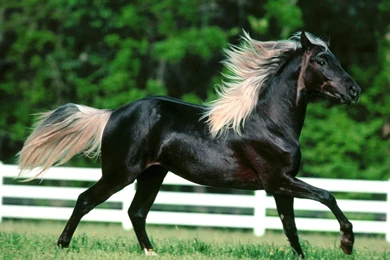 Arabian Horse Wallpapers Hd For Desktop Widescreen