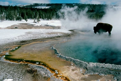 Pins For: Yellowstone From Pinterest
