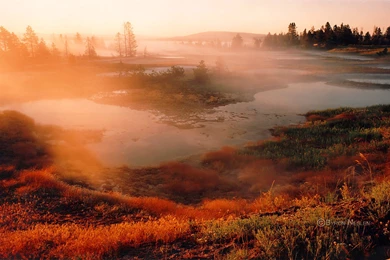 Desktop Hd Yellowstone Wolf Pics