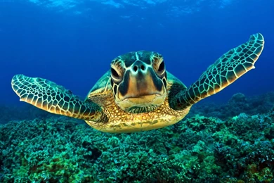 Turtle Pictures   Land Abd Sea Turtle Wallpapers