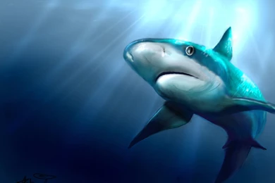 Animals Under The Ocean ImgMob