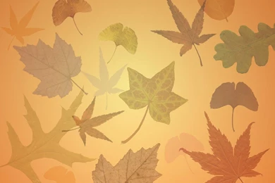 Free Fall Computer Wallpapers Desktop Wallpapers Www