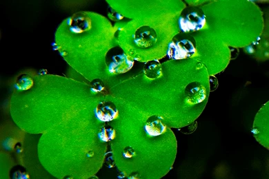 Wallpapers Weekends: Luck Of The March Madness