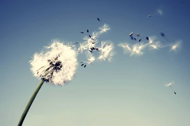 Flowers Wind Luck Dandelion Wallpapers   (