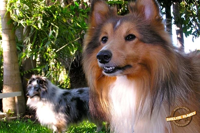 Shetland Sheepdog Wallpapers   Wallpapers Cave